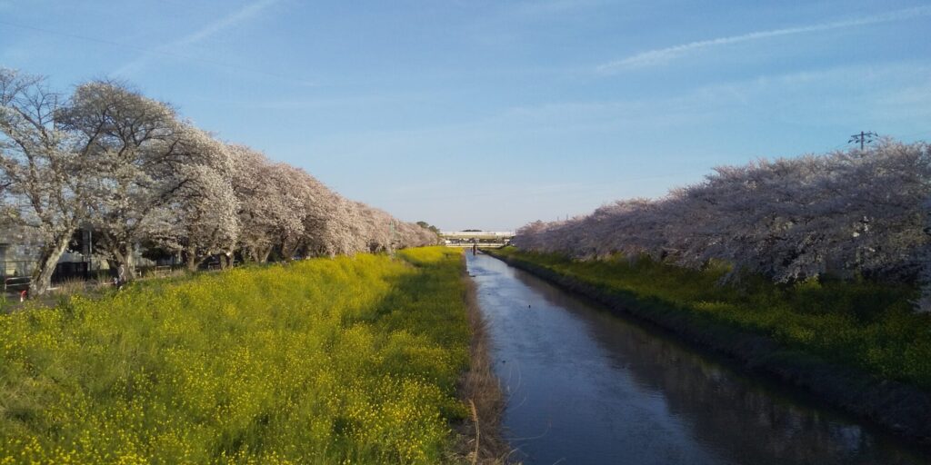 久喜市　桜満開🌸